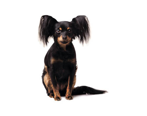 Russian toy terrier 