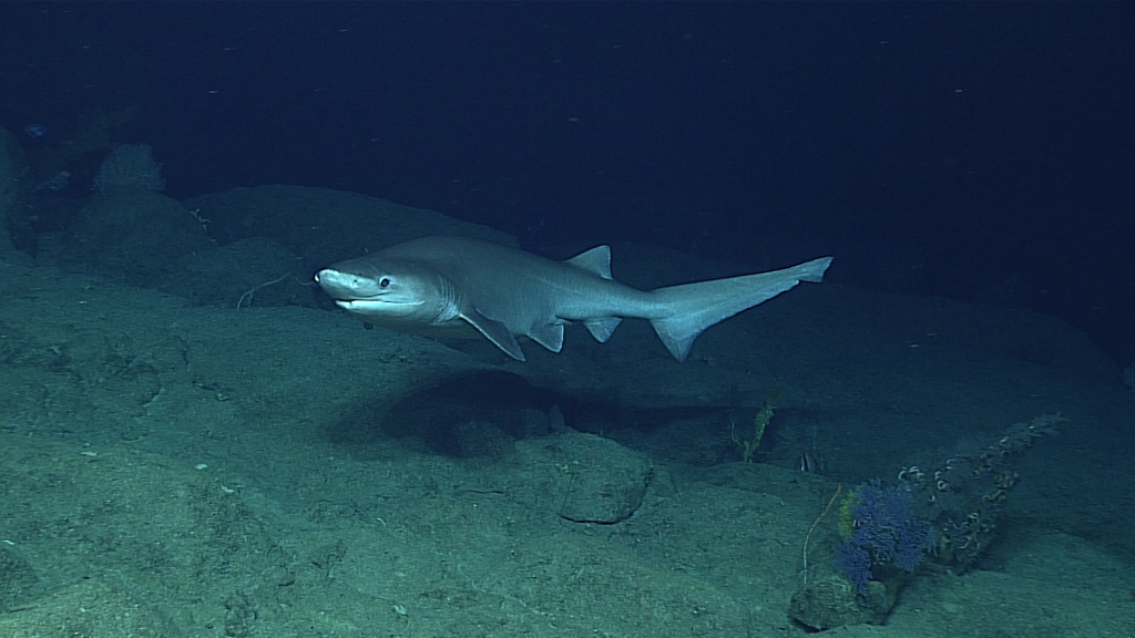 Sixgill shark 