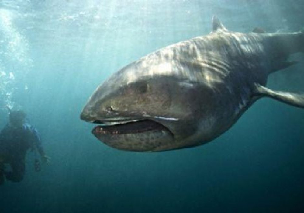 Pelagic largemouth shark 