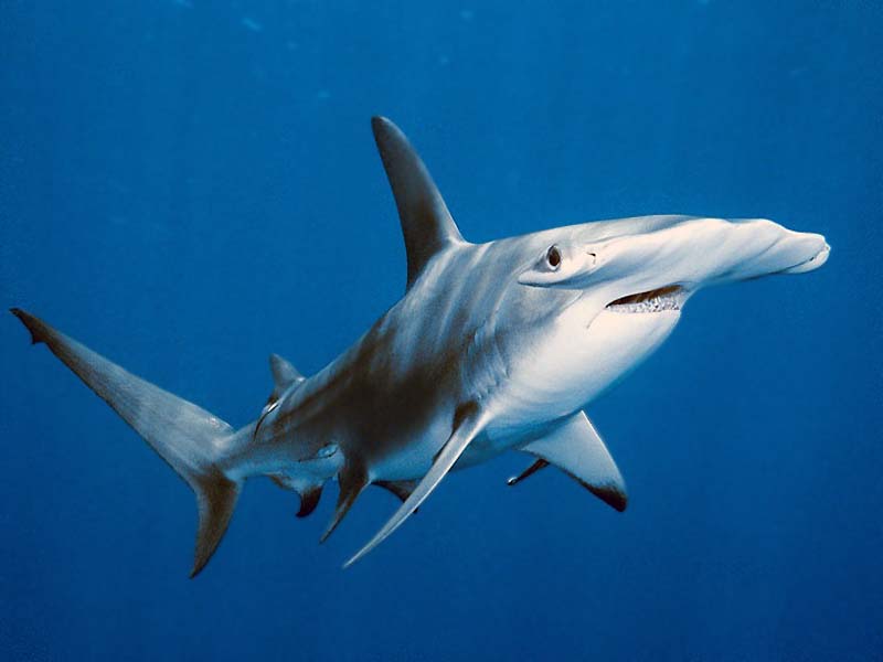 Giant Hammerhead Shark 
