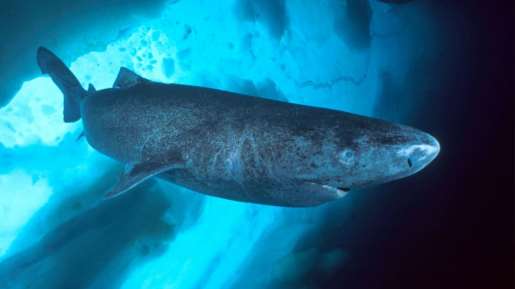 Greenland shark 