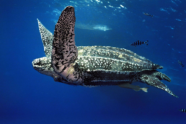 Leatherback turtle 