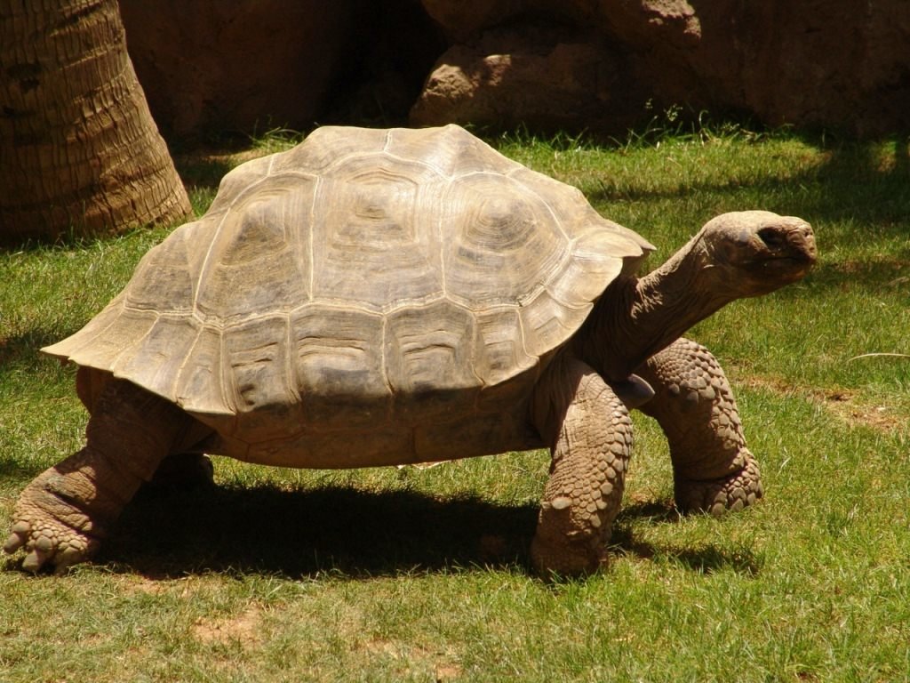 Elephant turtle 
