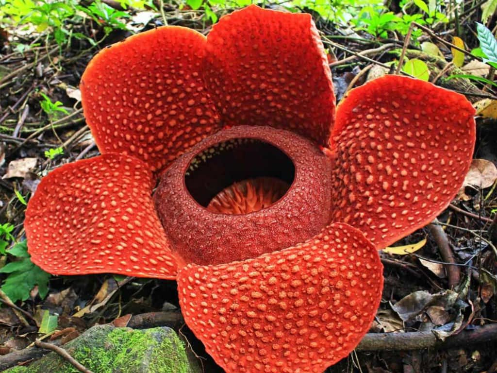 Rafflesia Arnold 