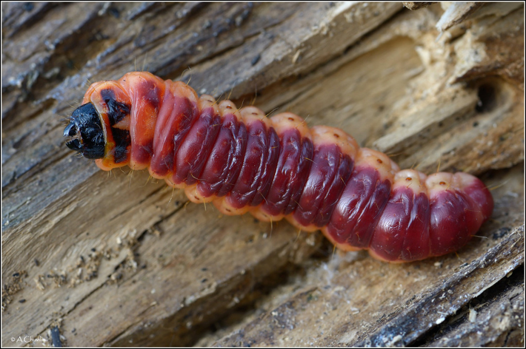 10 largest caterpillars on the planet - An online magazine about style ...