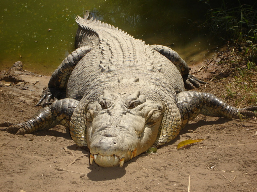 Combed crocodile 