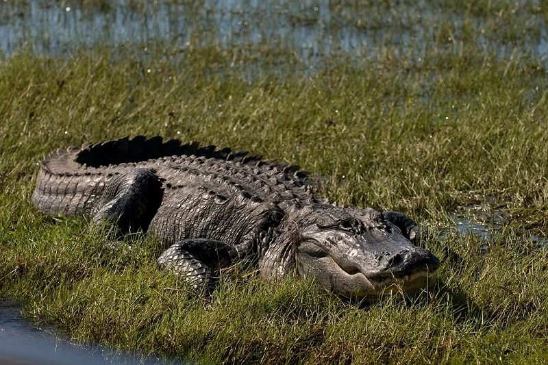 Swamp crocodile 
