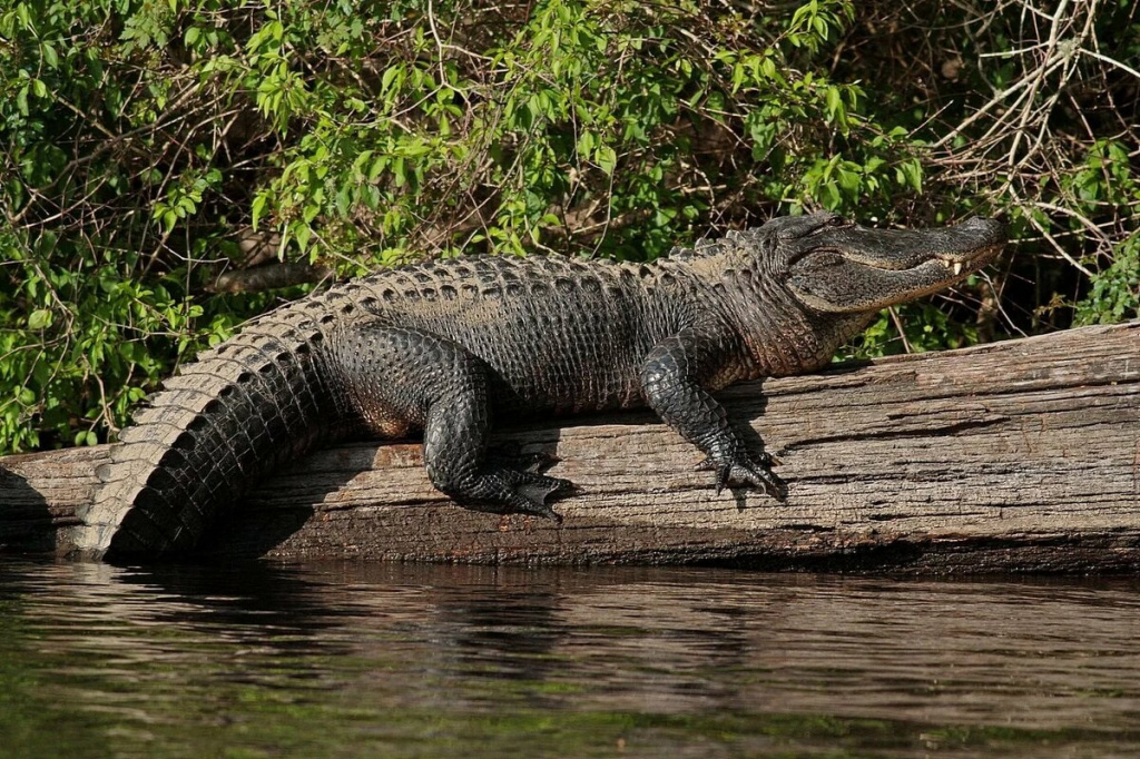 Mississippi alligator 