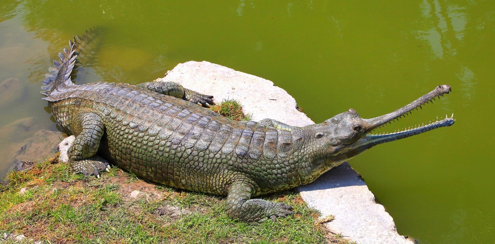 Ganges gavial 