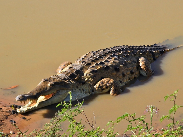 Orinoco crocodile 