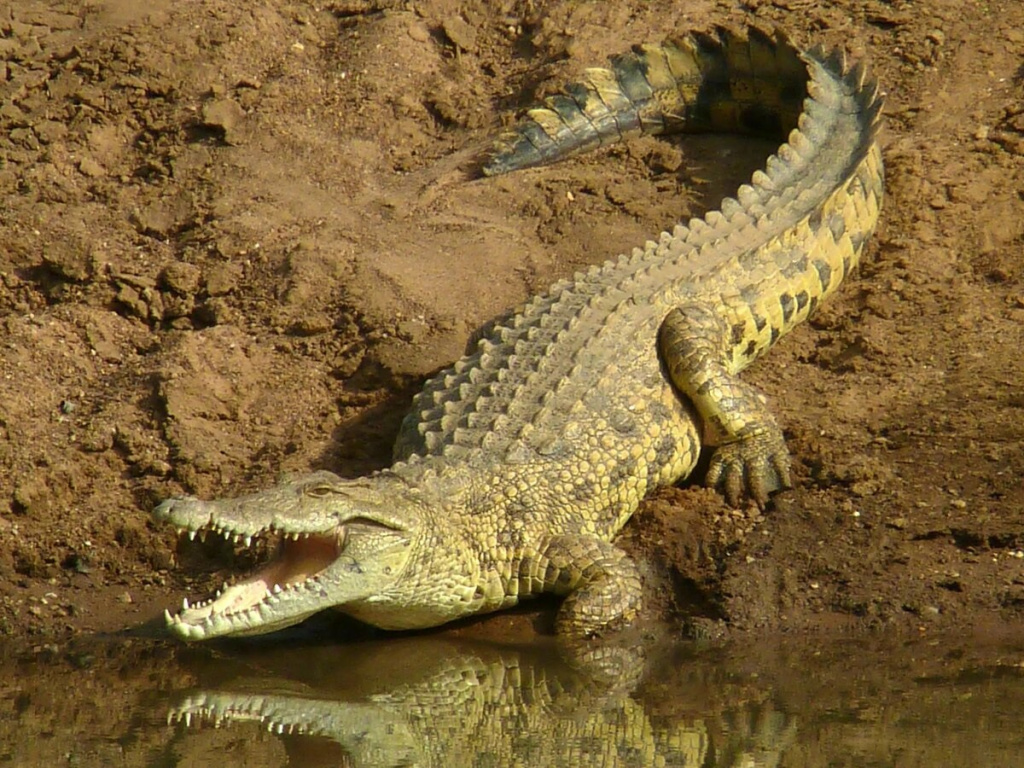 Nile crocodile 