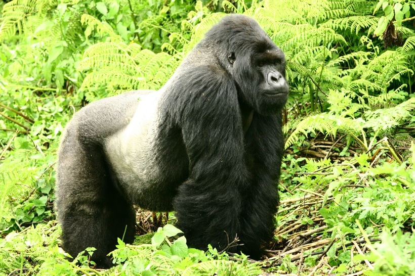 Western gorilla 