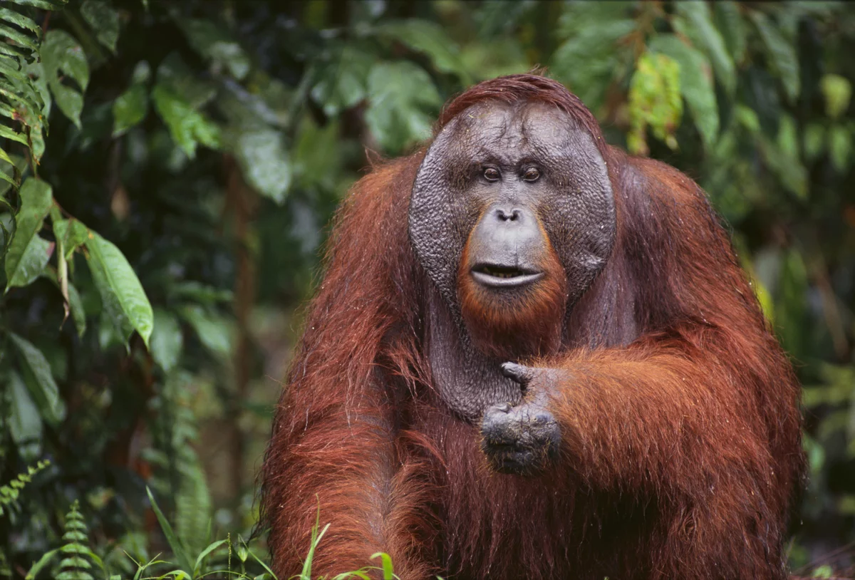 Sumatran orangutan 