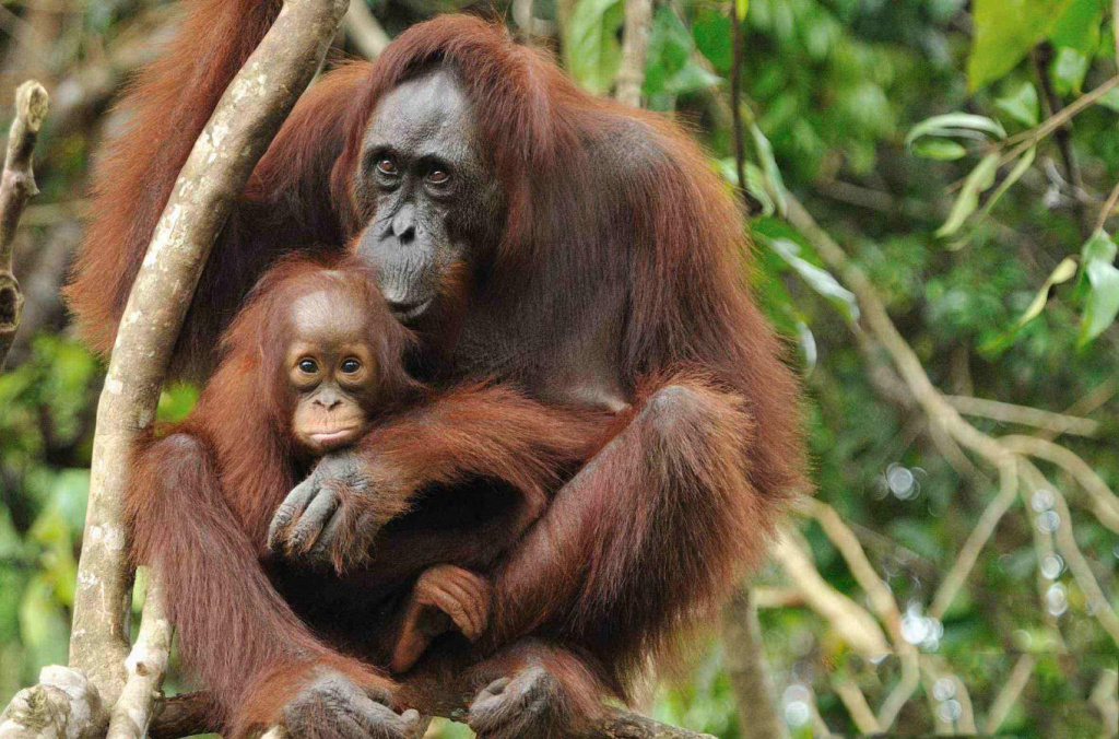 Kalimantan orangutan 