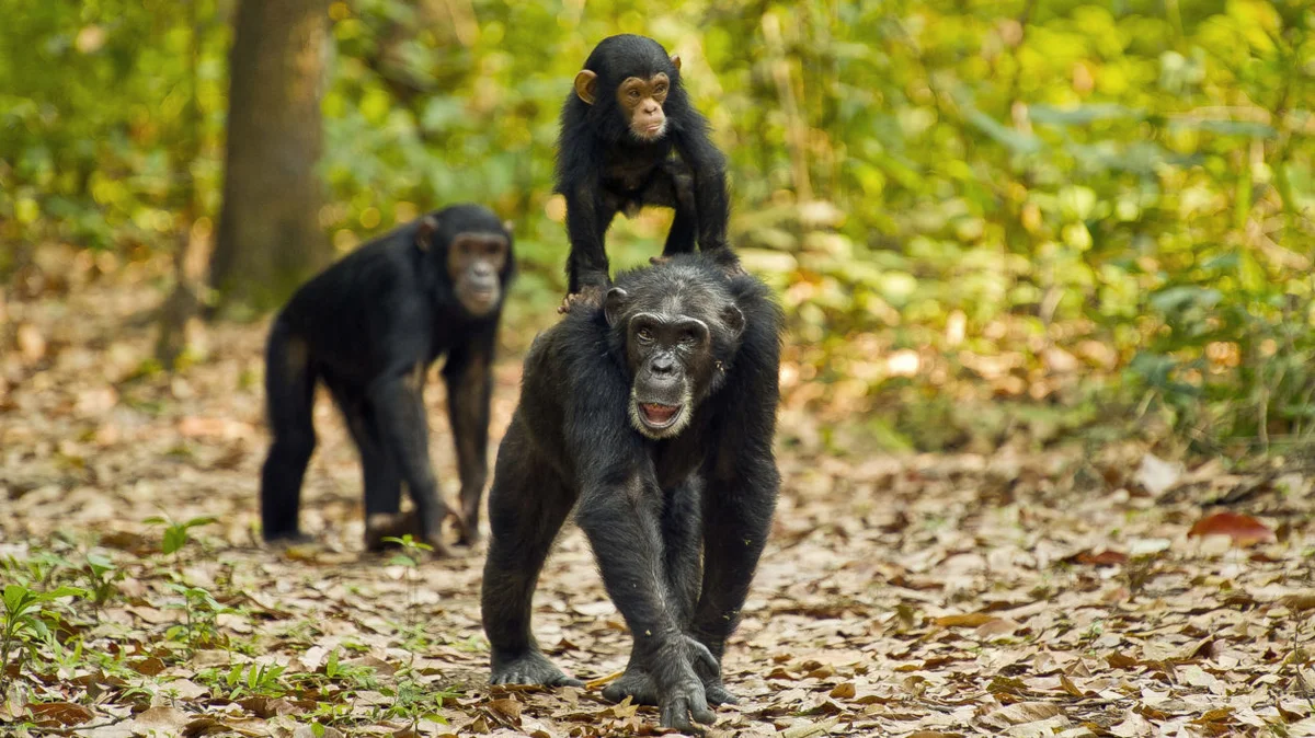 Common chimpanzee 