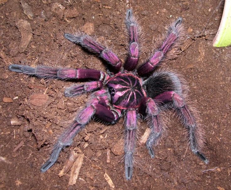 Purple tarantula 