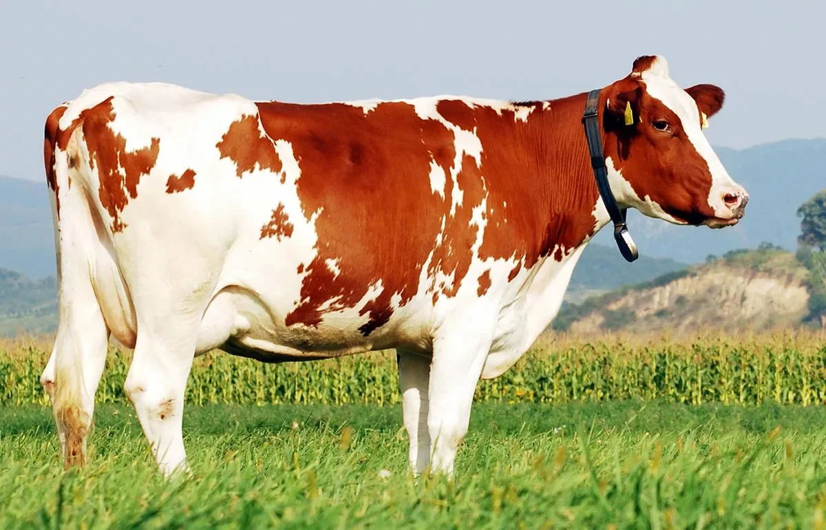 Holstein 