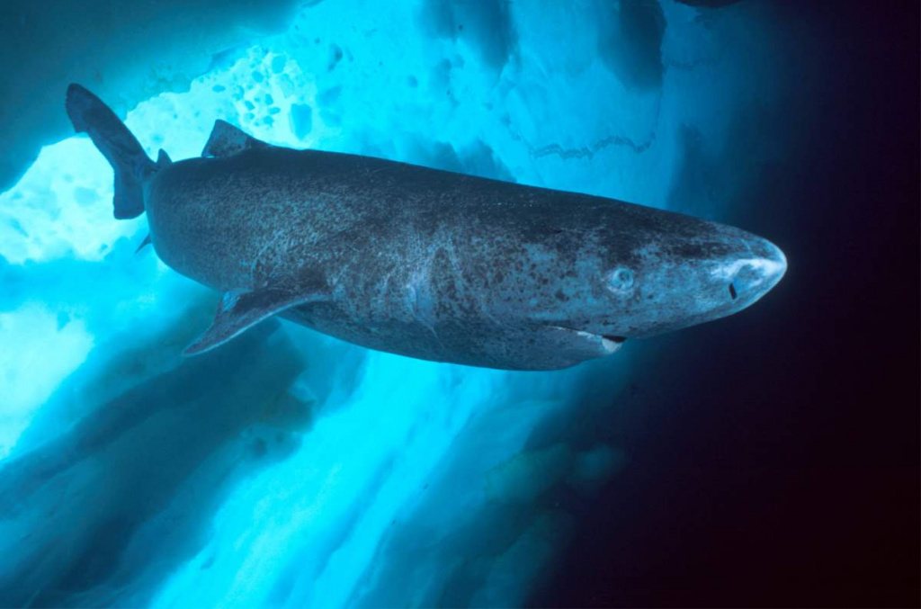 Greenland polar shark 