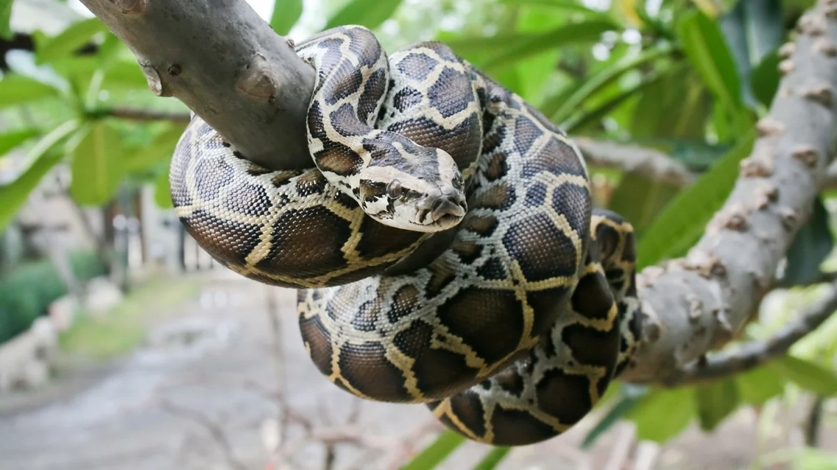 Burmese python 