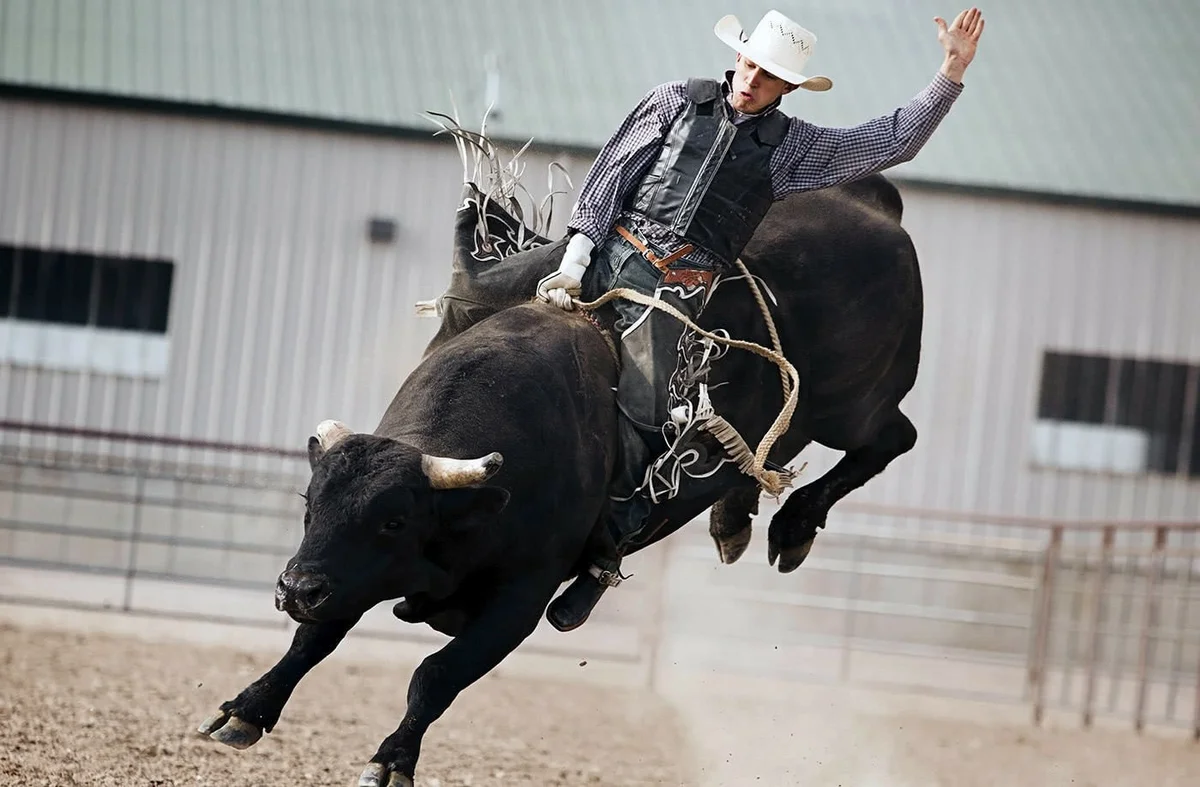 Bull rodeo 