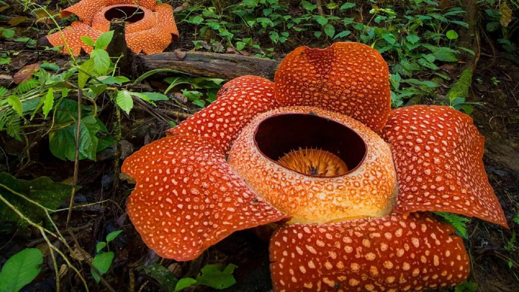 Rafflesia Arnold 