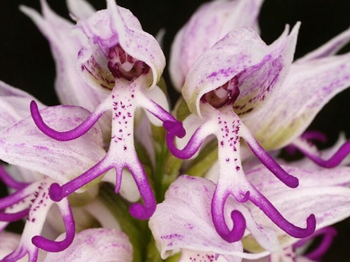 Orchis monkey 