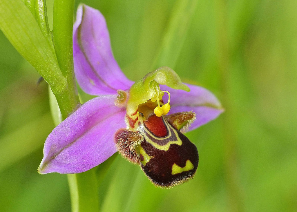 Bee orchid 