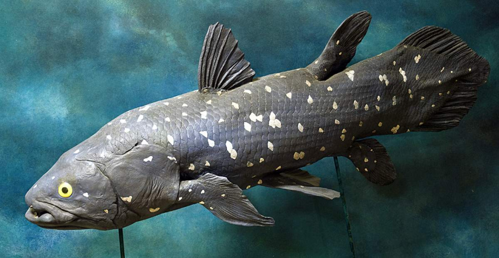 Coelacanth (Latimeria) 