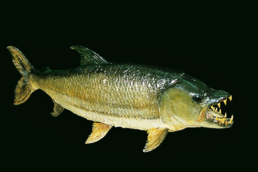 Goliath fish (Hydrocynus goliath) 
