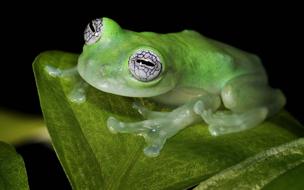 Glass frogs 