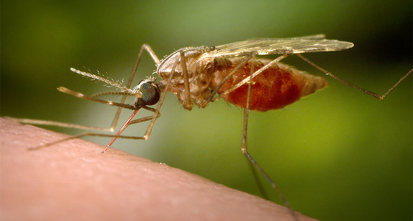 Malaria mosquito 