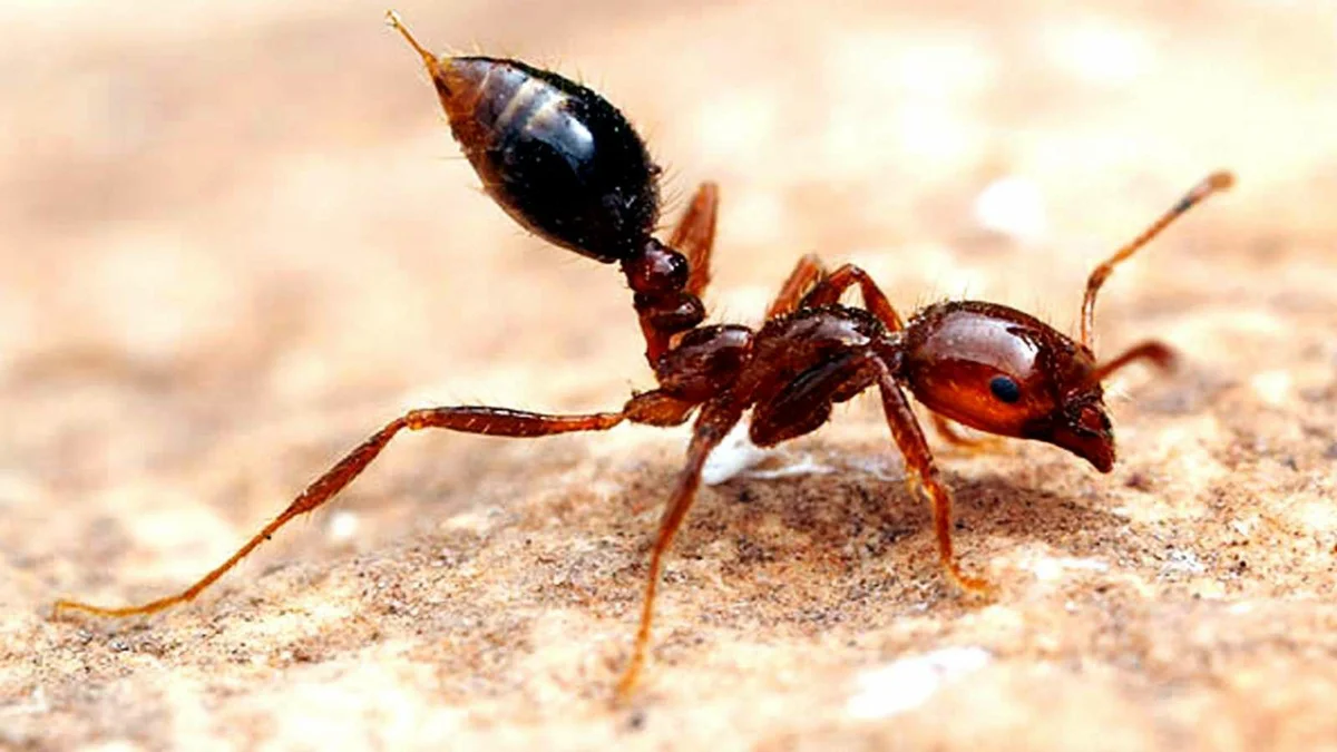 Red fire ant 