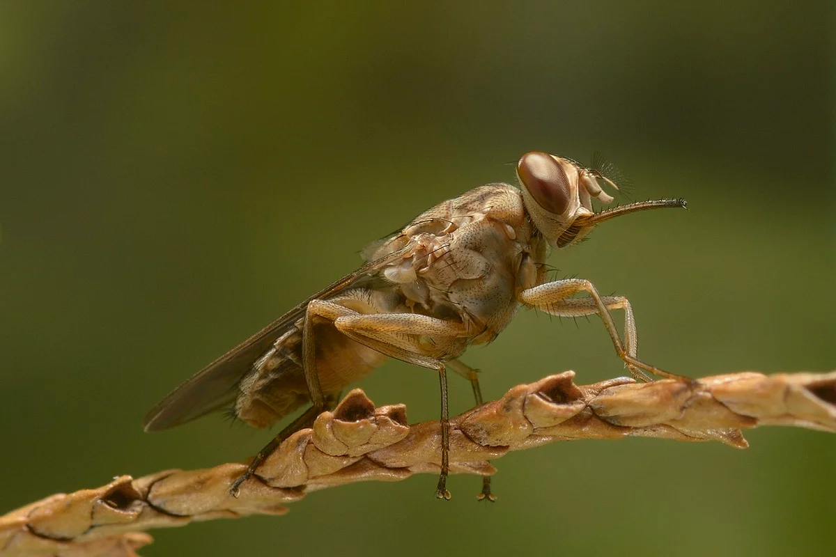 Tsetse fly 