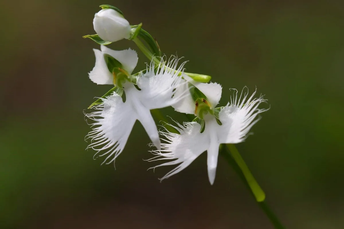 Dove Orchid 