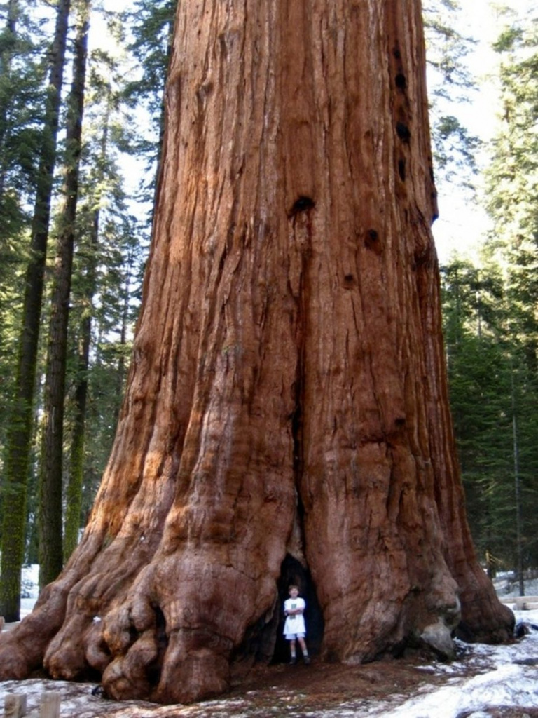 Sequoia Giant of the stratosphere  