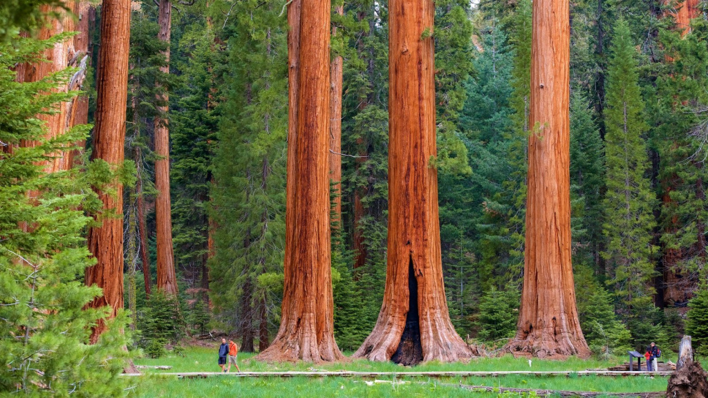 Redwood park 