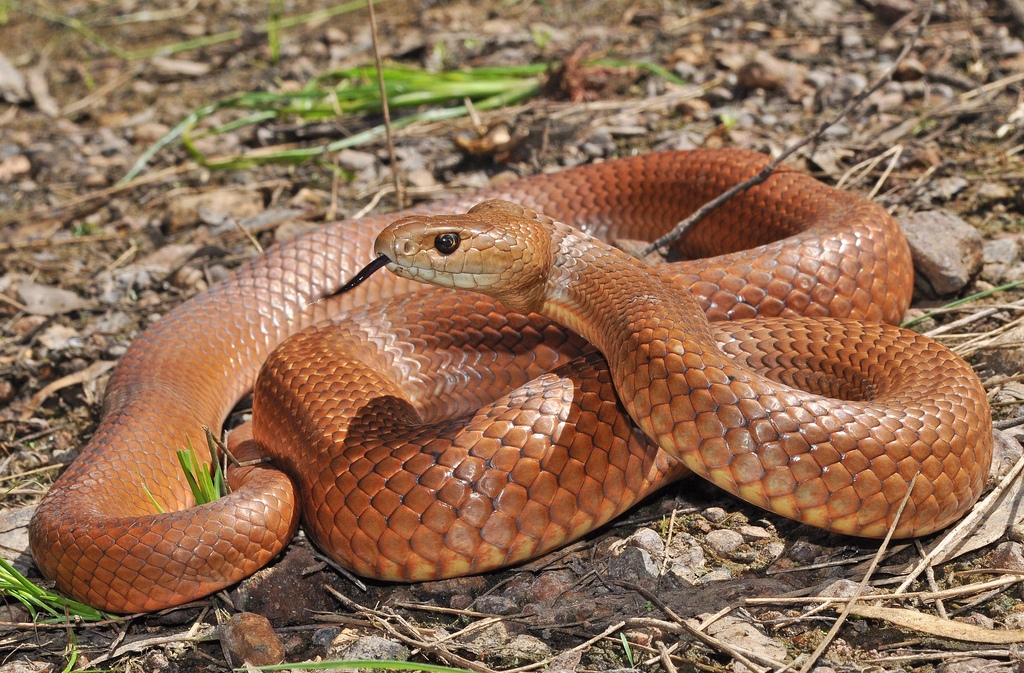 Brown mesh snake 