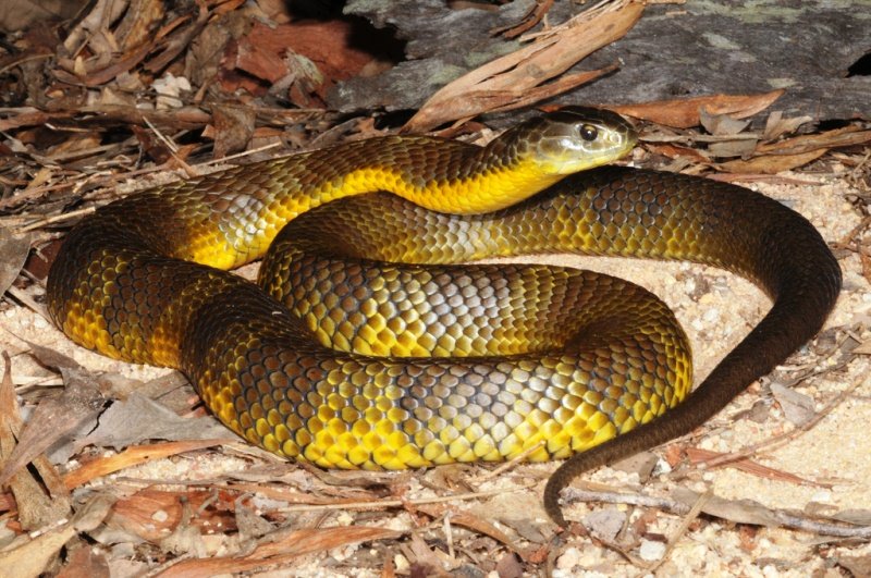 Tiger snake 