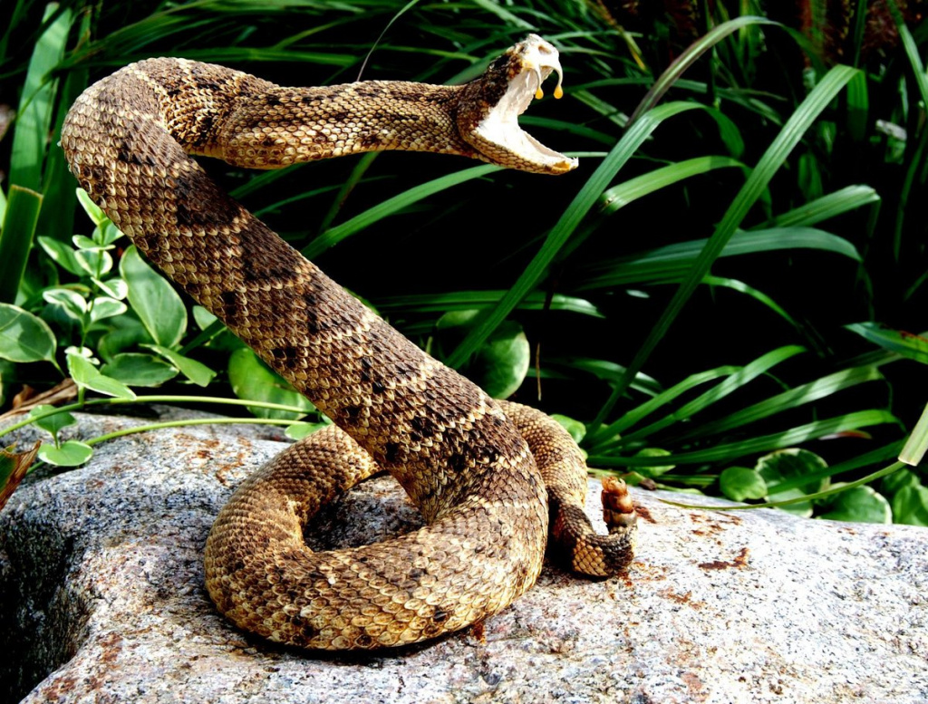 Rattlesnake 