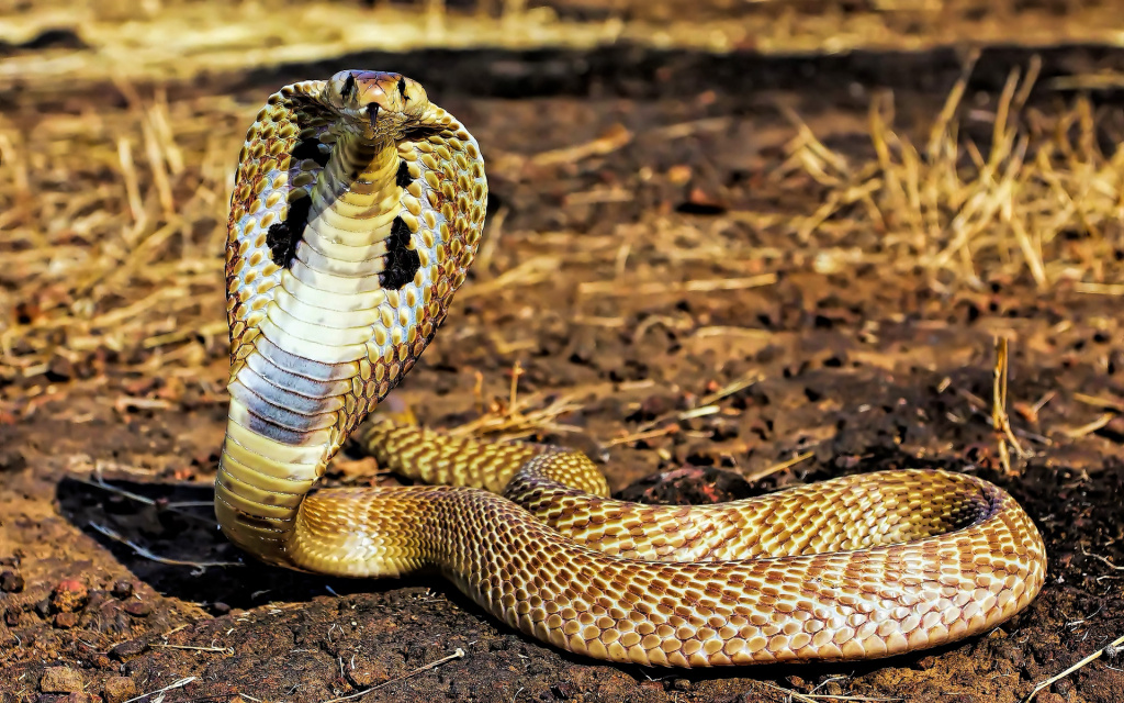  King Cobra 