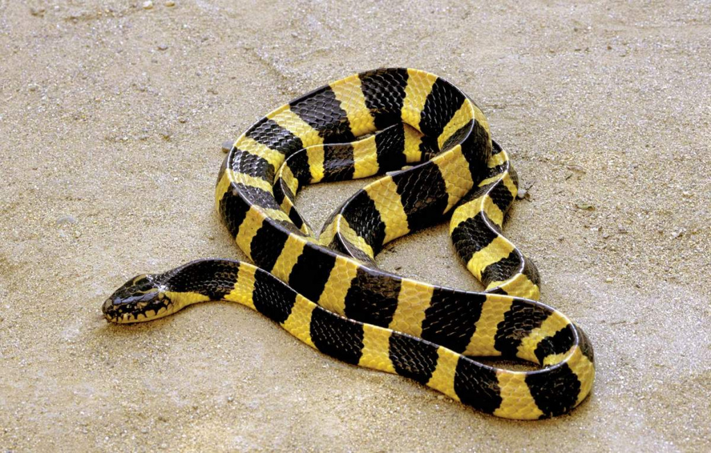 Ribbon krait 