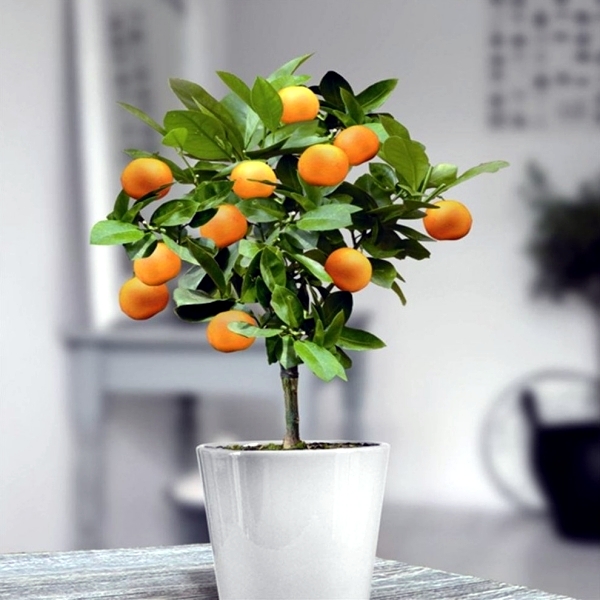 Orange tree 
