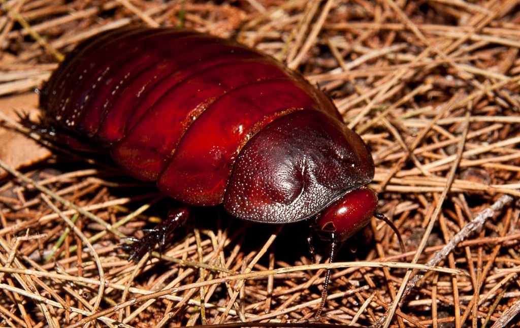 Giant burrowing cockroach 
