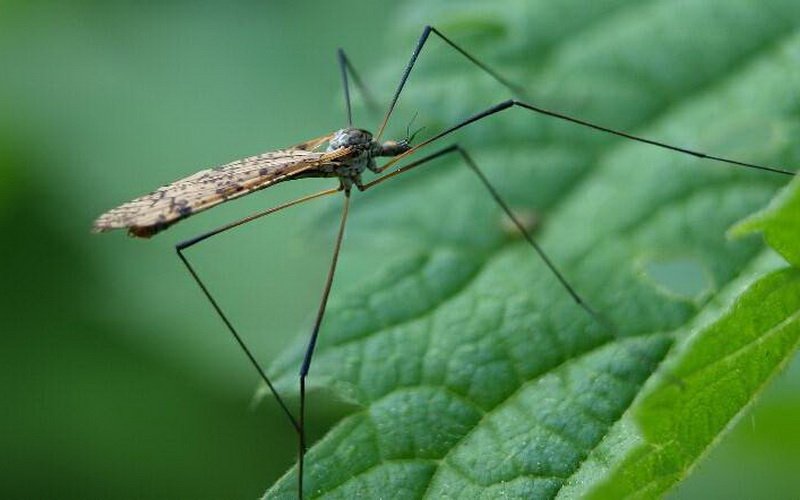 Long-legged mosquitoes 