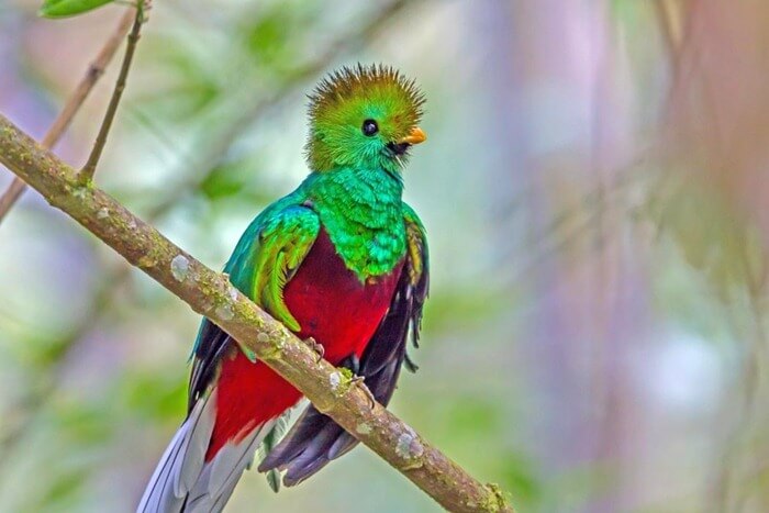 Quetzal (quetzal) 