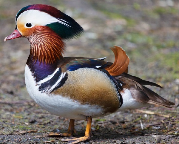 Mandarin duck 