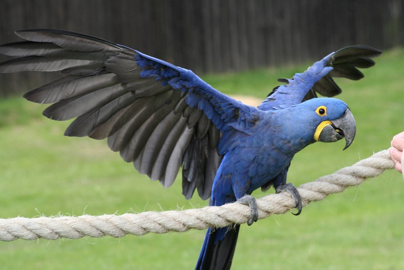 Hyacinth macaw 