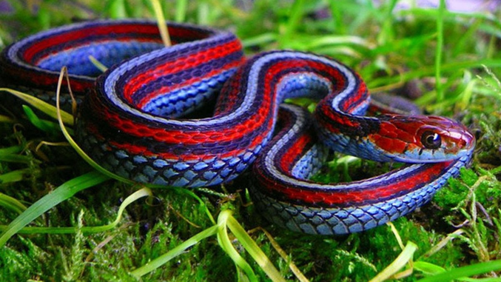 California garter snake 