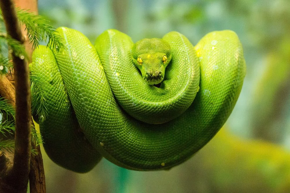 Green python 