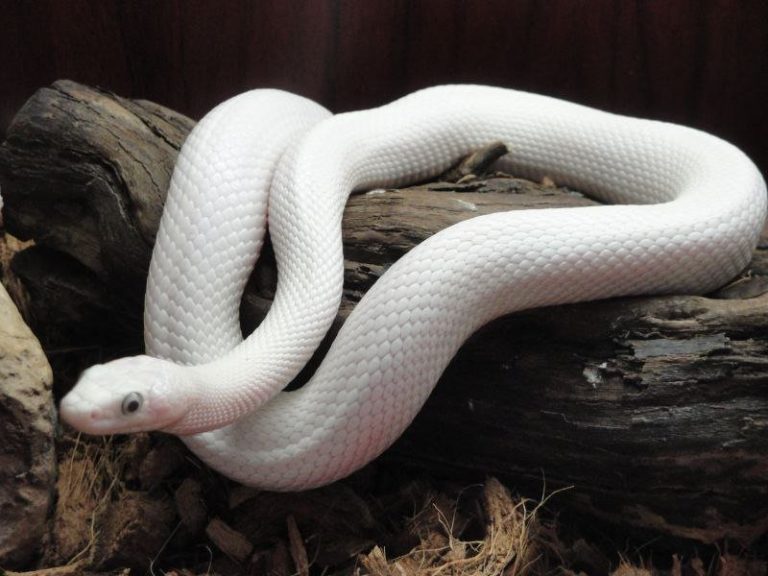 Texas white snake 